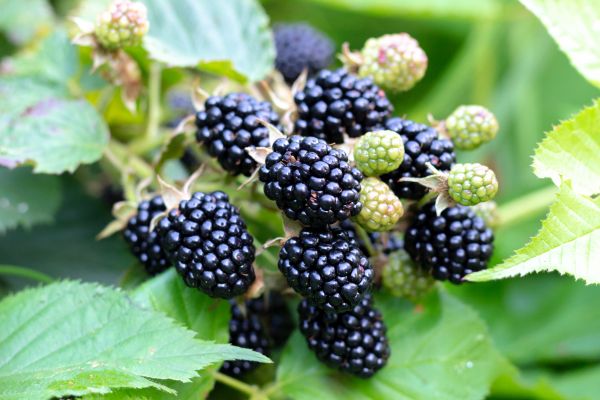 Blackberry Bush Removal in Petaluma