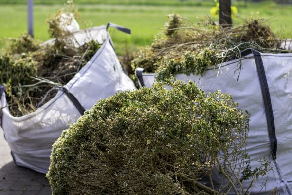 Bush Removal Service in Petaluma
