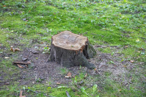 Bush Stump Removal in Petaluma