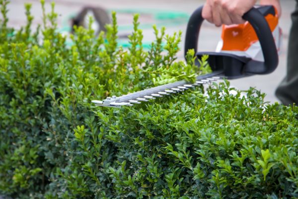 Hedge Pruning in Petaluma