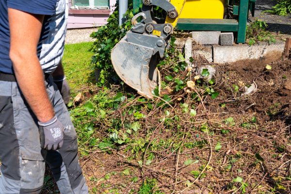 Hedge Removal Service in Petaluma