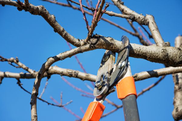 Pruning Service in Petaluma
