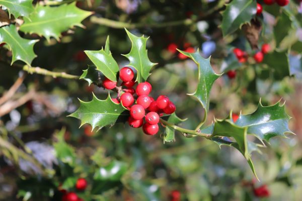 Holly Tree Trimming in Petaluma