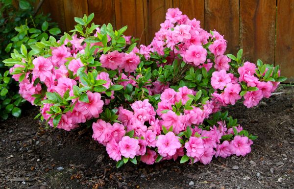 Azaleas Removal in Petaluma