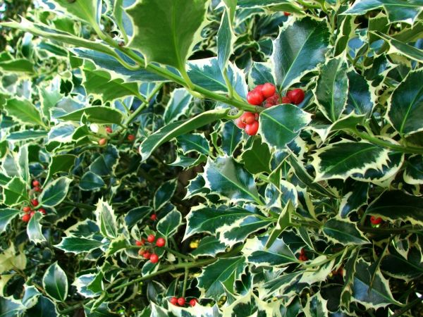 Holly Bushes Trimming in Petaluma