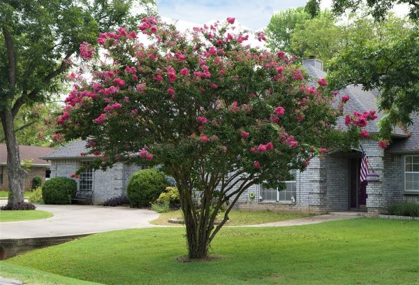 Crepe Myrtle Trimming in Petaluma