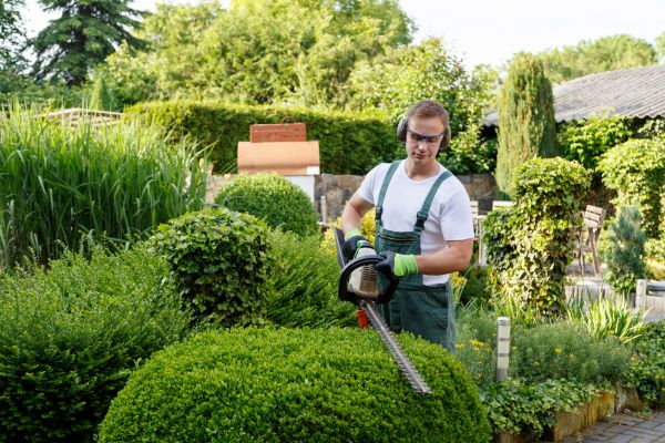 Shrubs Trimming in Petaluma