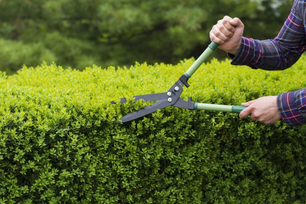 Evergreen Shrub Pruning in Petaluma