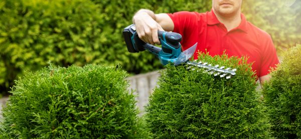 Hedge Shaping Service in Petaluma