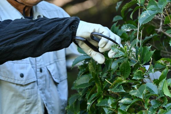 Holly Pruning in Petaluma