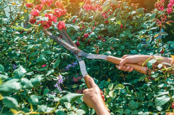 Knockout Roses Pruning in Petaluma