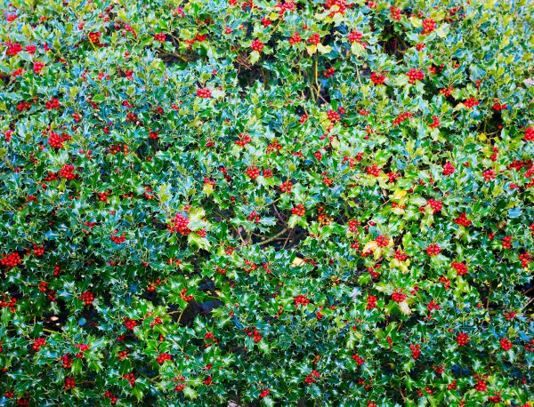 Holly Bush Removal in Petaluma