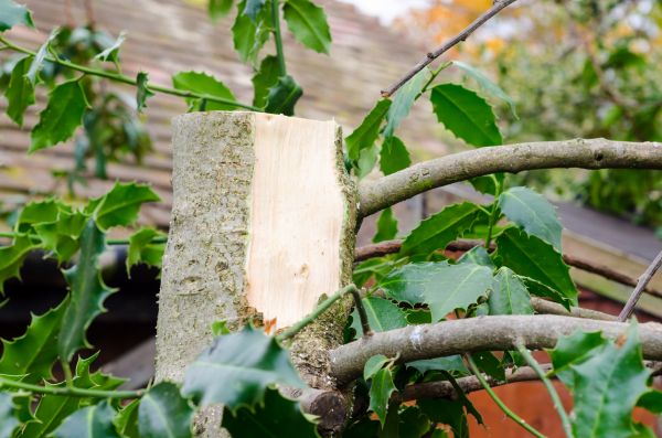 Holly Tree Removal in Petaluma