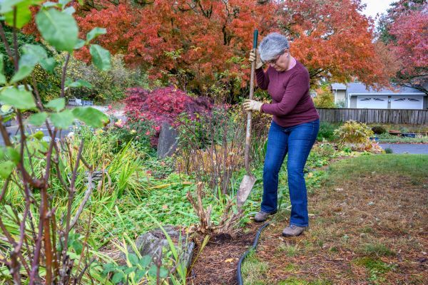Dead Bush Removal in Petaluma