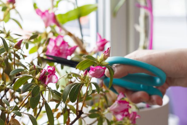 Azalea Pruning in Petaluma