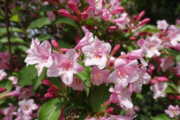Weigela Pruning Service in Petaluma