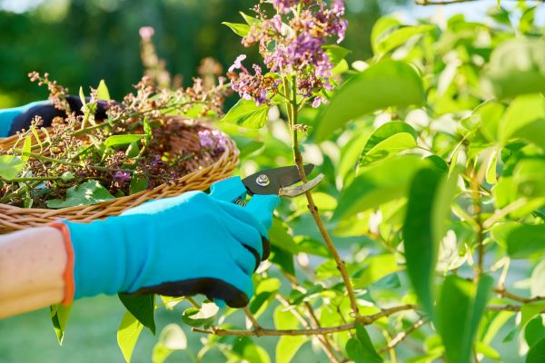 Lilac Trimming Service in Petaluma
