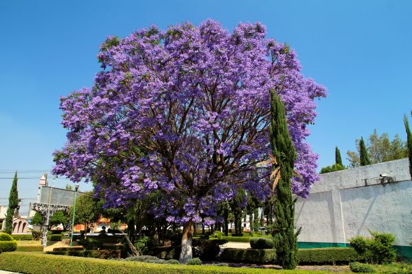 Jacaranda Pruning in Petaluma
