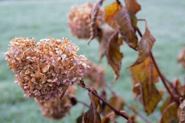 Hydrangea Removal in Petaluma