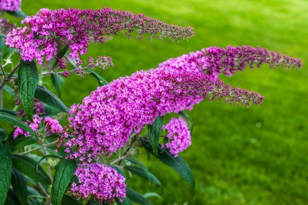 Butterfly Bush Removal in Petaluma