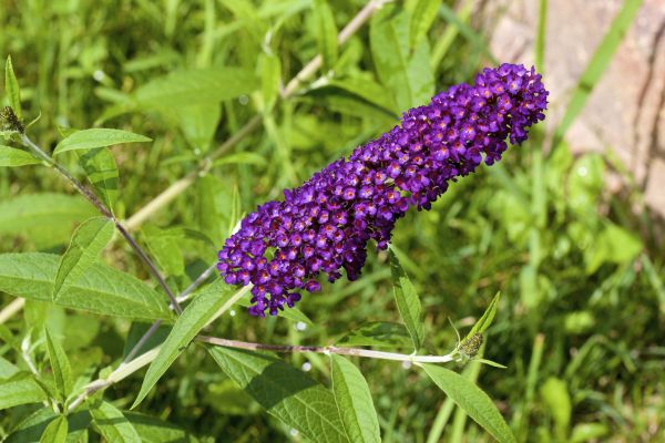 Butterfly Bush Pruning in Petaluma
