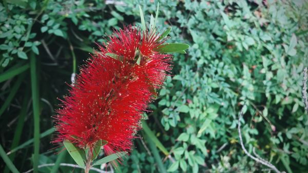 Bottlebrush Pruning in Petaluma