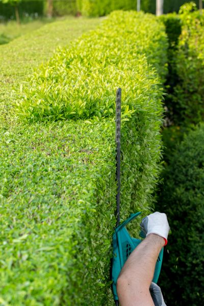 Hedge Trimming in Petaluma