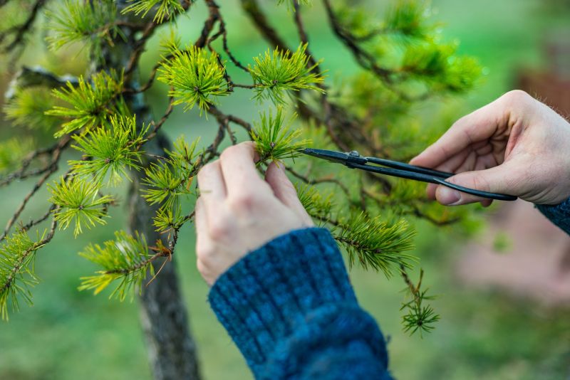 Juniper Pruning